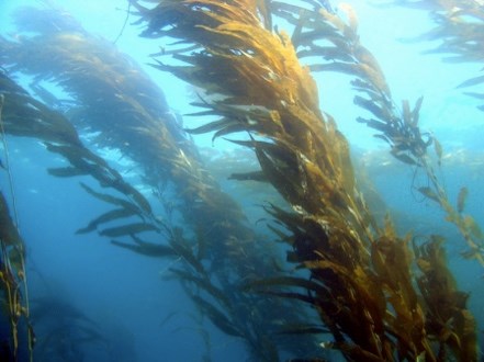 Tall strands of golden-brown kelp sway underwater in a blue ocean, forming a dense, flowing forest beneath the surface.