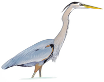 Great Blue Heron Image adapted from Audubon.org bird guide