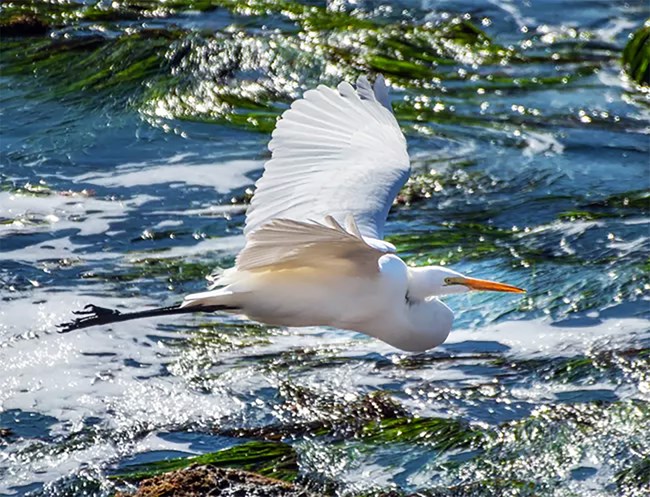 A large bird flying over the ocean.