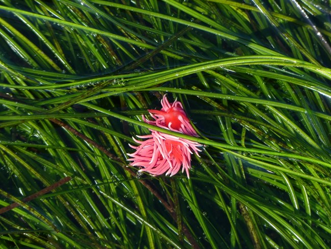 a hot pink thumb sized blob with pink antenna radiating in all directions, sits on green seaweed.