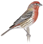 Image adapted from Audubon.org bird guide