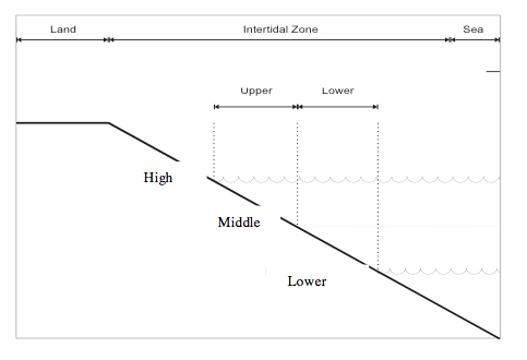 A graph with a diagonal line from upper left to bottom right showing the different zones (high, middle and low) in relation to the shoreline at the top