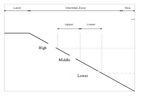 A graph with a diagonal line from upper left to bottom right showing the different zones (high, middle and low) in relation to the shoreline at the top