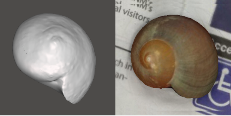 Photo showing 3d model of Kelp Snail
