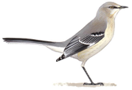 Mocking Bird Image adapted from Audubon.org bird guide