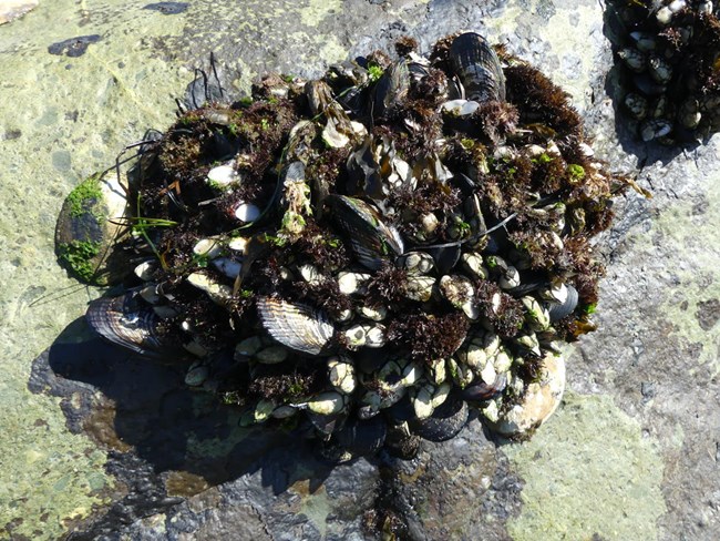 A cluster of black shells and seaweed attached to a rock.