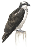 Osprey  Image adapted from Audubon.org bird guide