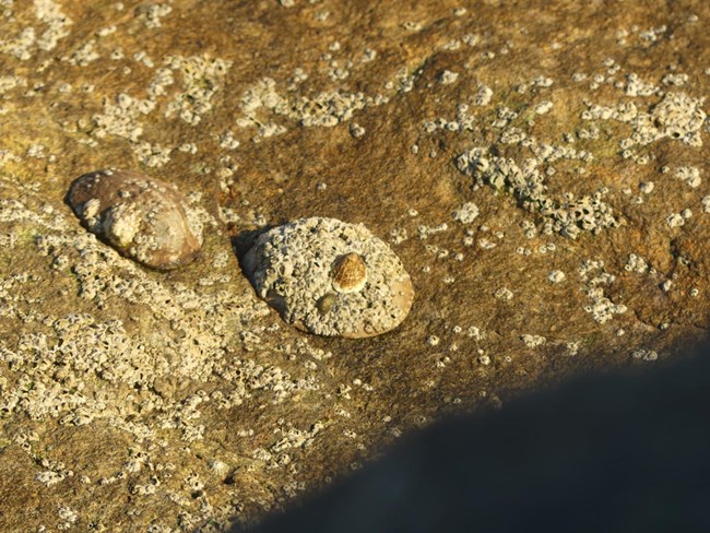A river dollar sized oval hard shell is glued to the rocks. Smaller warts cover the shell.