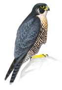 Peregrine Falcon Image adapted from Audubon.org bird guide
