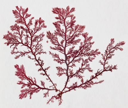 A delicate, branching red seaweed with fine, feathery fronds spreading outward like a small, lacy tree on a white background.
