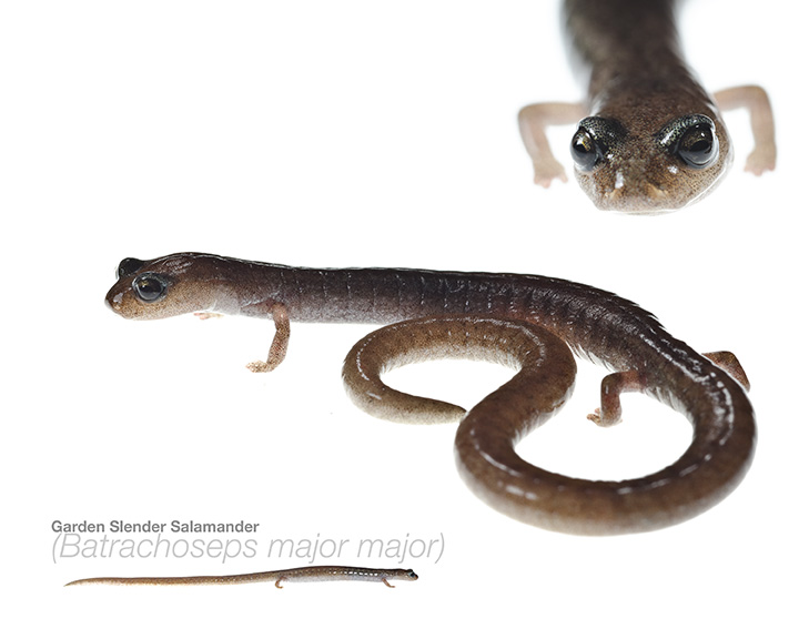 Salamander Photo of a salmander