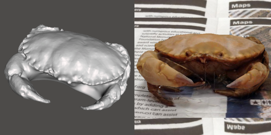 Photo showing 3d model of Rock Crab