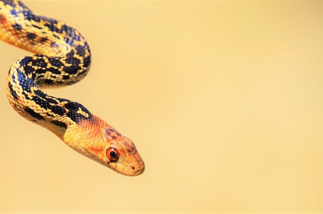 A snake against a yellow background.