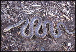 San Diego Gopher snake