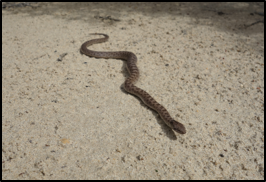 San Diego Night snake