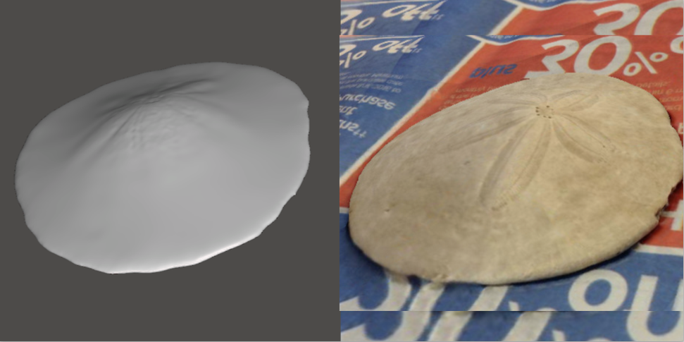 Photo showing 3d model of Sand Dollar