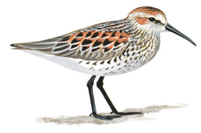 Sandpiper Image adapted from Audubon.org bird guide