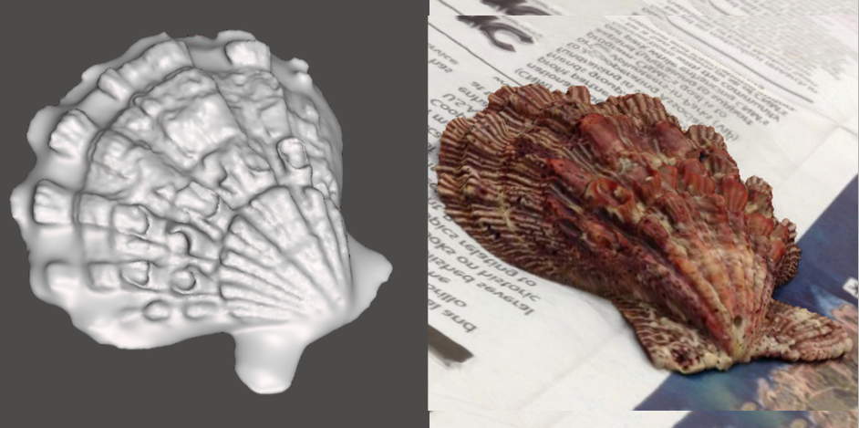 Photo showing 3d model of Scallop
