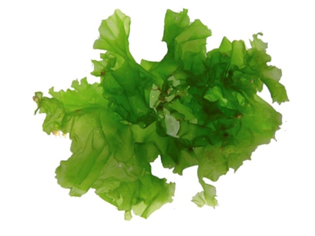 A bright green, leafy sheet of seaweed with ruffled, uneven edges, resembling delicate, translucent lettuce leaves.