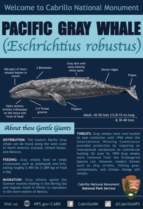 Pacific Gray Whales Poster showing characteristics of Gray Whales