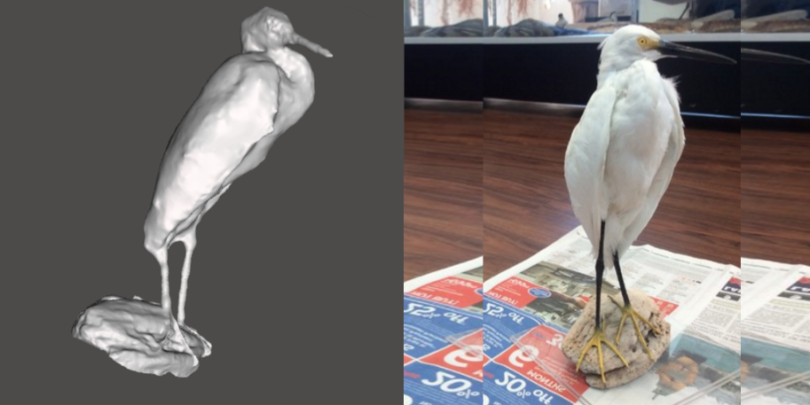 Photo showing 3d model of a Snowy Egret