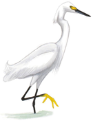 Snowy Egret Image adapted from Audubon.org bird guide