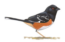 Spotted Towhee Image adapted from Audubon.org bird guide