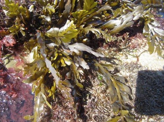 Brown seaweed with flat, leafy fronds grows on a rocky shore, surrounded by patches of sand, small pebbles, and other marine plants