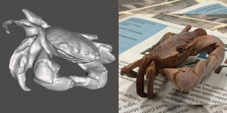 Photo showing 3d model of a Striped Shore Crab