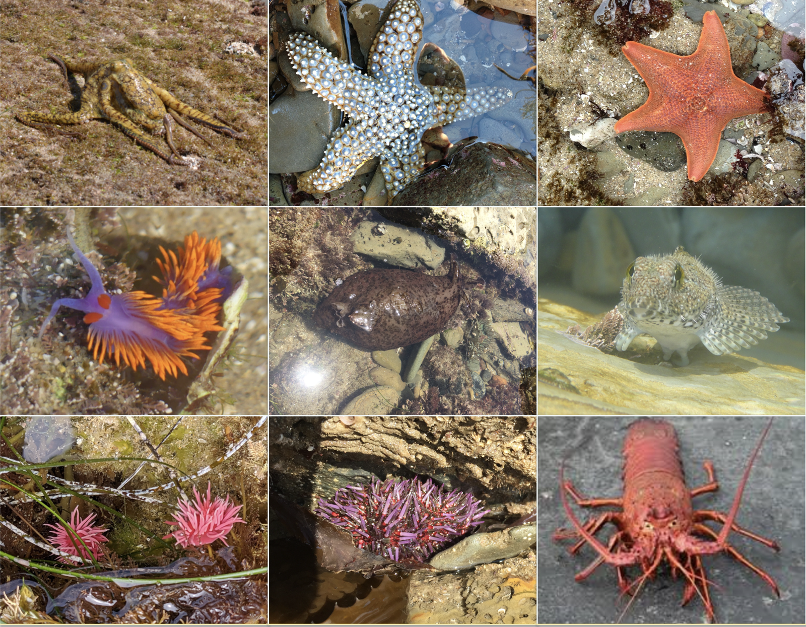 the-rocky-intertidal-zone-cabrillo-national-monument-u-s-national