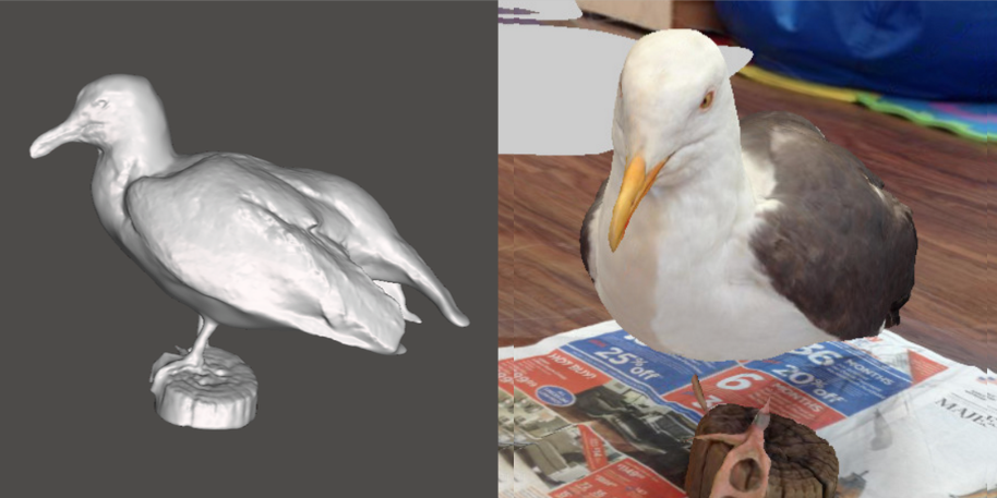 Photo showing 3d model of a Western Gull