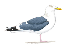 Western Gull Image adapted from Audubon.org bird guide