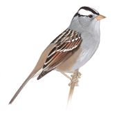 White-Crowned Sparrow Image adapted from Audubon.org bird guide