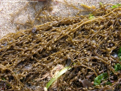 A dense cluster of brown seaweed with many small, oval air bladders lies on wet sand, mixed with a few green and dark seaweed strands.