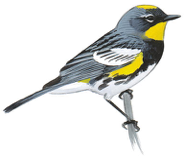 Image adapted from Audubon.org bird guide