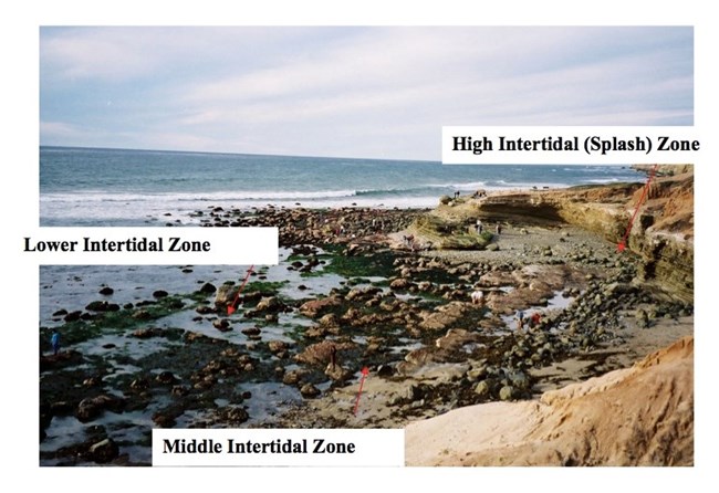 A photos of the tidepool with text overlay showing the three zones.