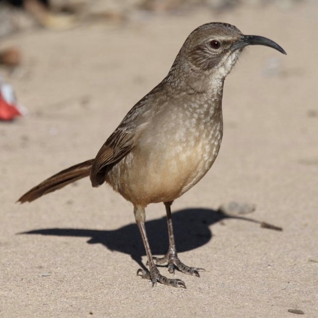A brownish bird with a short downward pointed curved beak stands on a sidewalk and looks to the right.