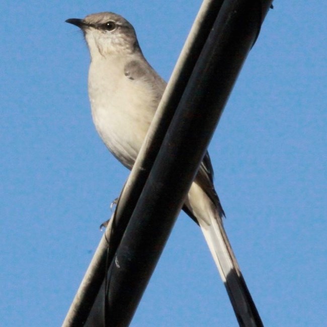 A bird with a long black and white tail sits on a railing. The bird has a white body with the top part of the head gray.