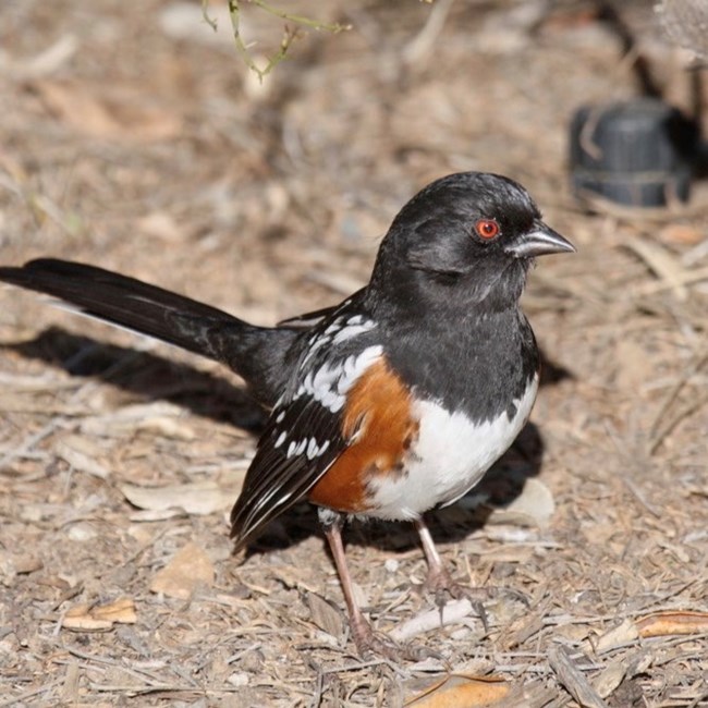 A bird with a black head with an orange eye, white body, orange on the sides, black tail and black and white wings. The bird is standing on the ground looking to the right.