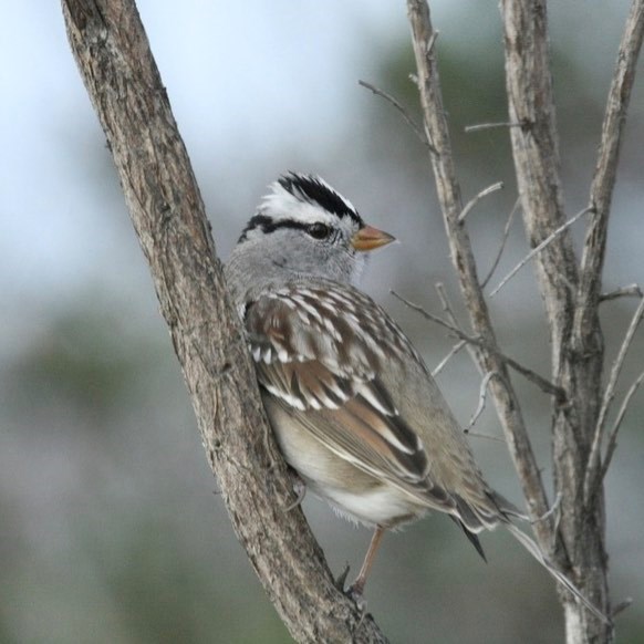A bird sits on a mostly vertical branch. The gray head of the bird has a white crown on top with two black stripes. The wings are gray with dark patches of black pointing towards the back of the bird. The bird is looking to the right side of the image.
