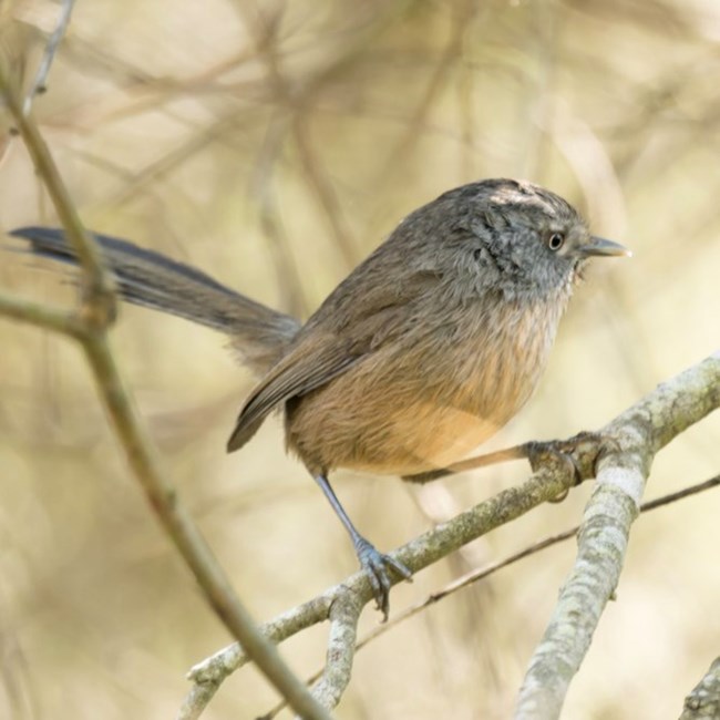 A gray bird with an orange underbelly sits on a small branch. The bird has a long tail and a white spot on top of the head.