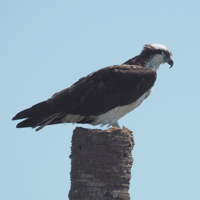 A large bird with a black and white head, black wings and white underbelly.It is sitting on top of a post.