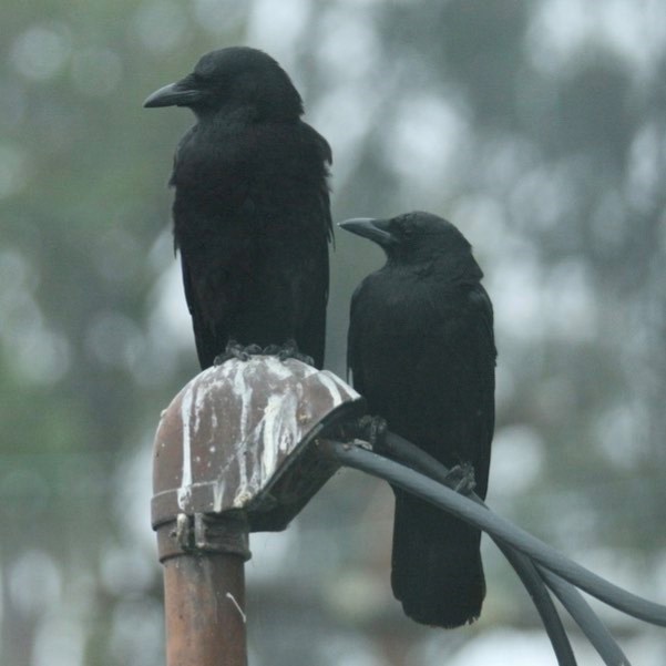 Two black birds sitting on a wire looking to the left. The bird on the right is slightly lower than the one on the left.
