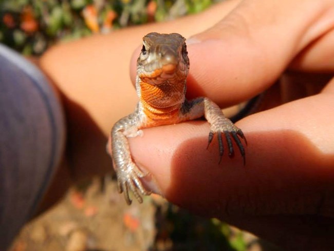 Orange Throated Whiptail Lizard