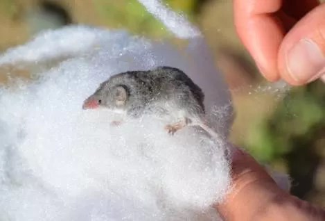 A small mammal being held in a cotton ball.