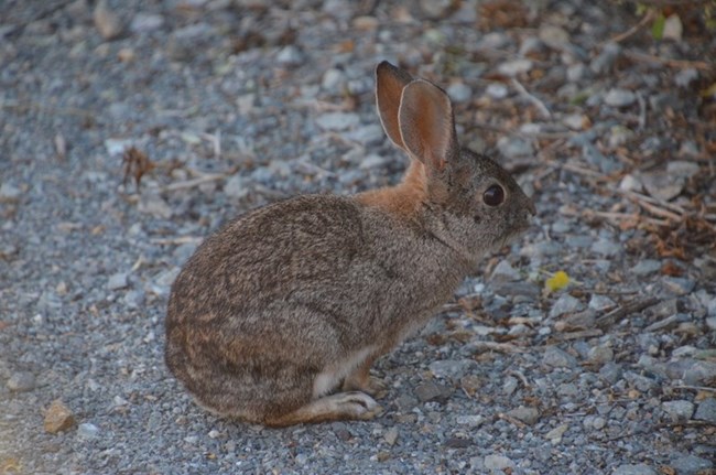 A cottontail rabbit is sitting on the ground.
