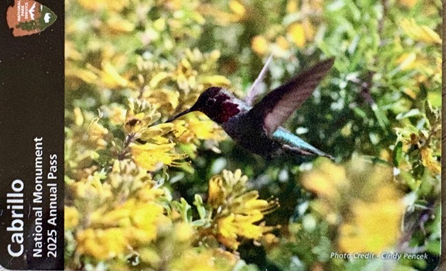 A small hummingbird in midair with a backdrop of flowers.