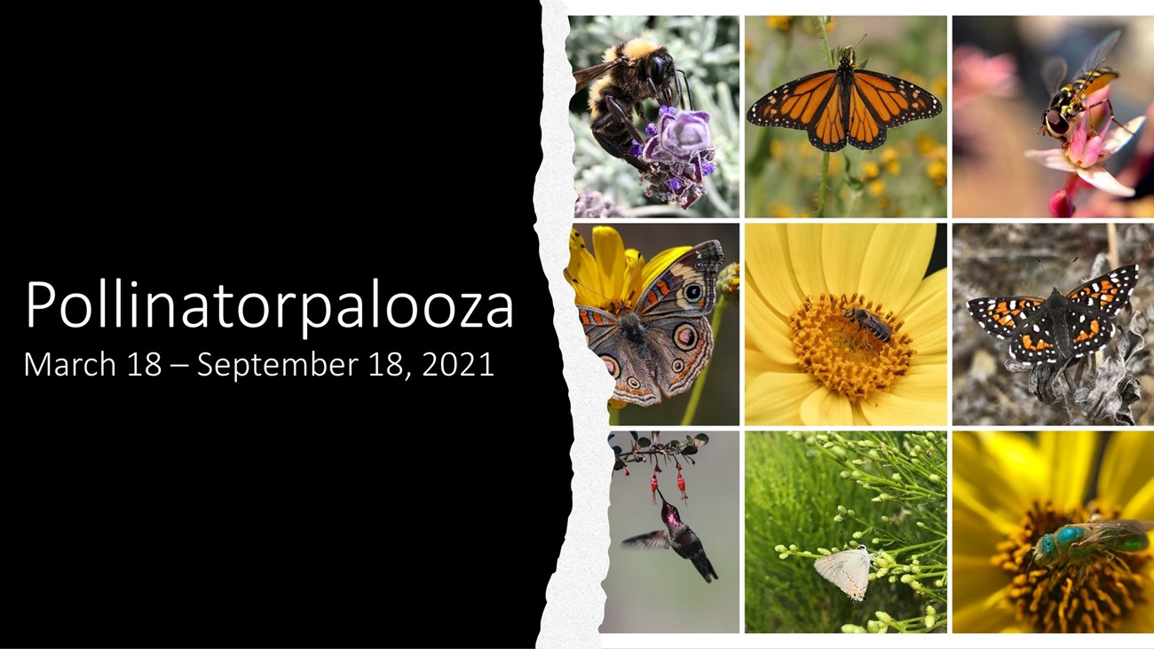 A photo collage of 9 different species of pollinators with the heading "Pollinatorpalooza".