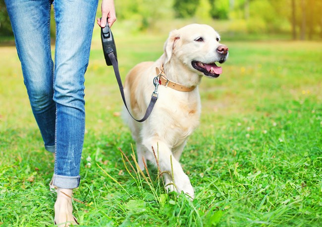 A person walks a dog with a leash. Lower half of person is seen.