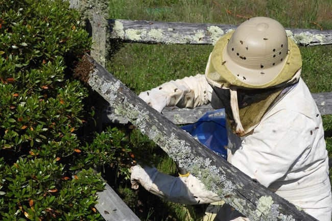 Beekeeper relocated a honeybee hive.